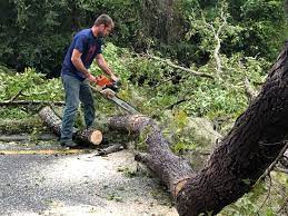 Trusted Mascotte, FL  Tree Services Experts