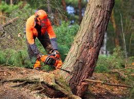 Leaf Removal in Mascotte, FL