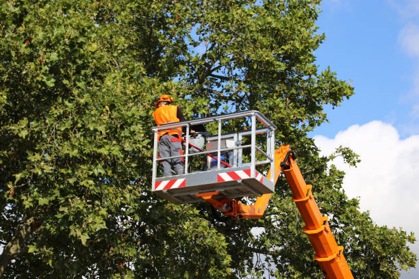 Why Choose Our Tree Removal Services in Mascotte, FL?