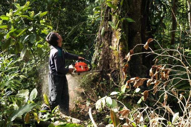 Best Hazardous Tree Removal  in Mascotte, FL