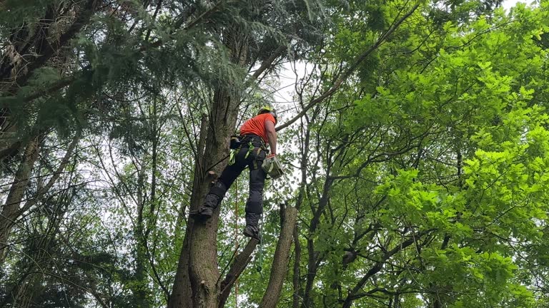 Best Tree Removal  in Mascotte, FL