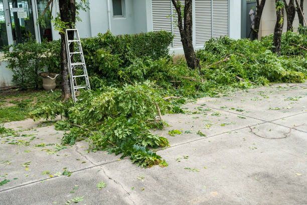  Mascotte, FL Tree Services Pros