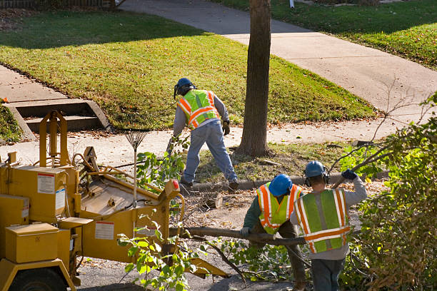 Lawn Watering Services in Mascotte, FL