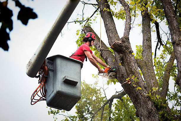 Best Arborist Consultation Services  in Mascotte, FL